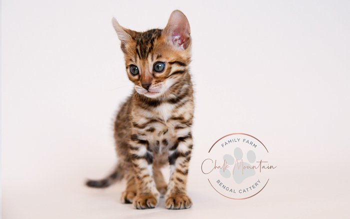 Bengal kitten for sale